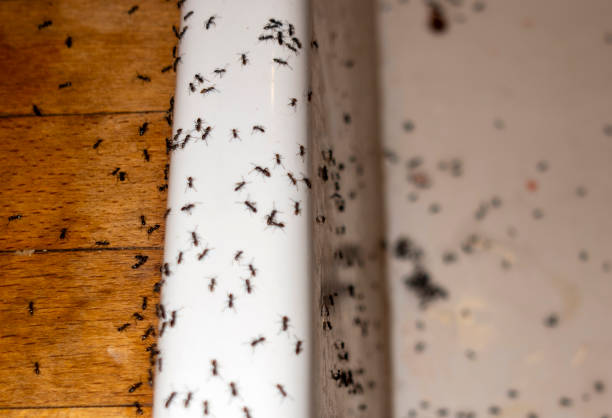 Best Rat Extermination Near Me  in Bogata, TX