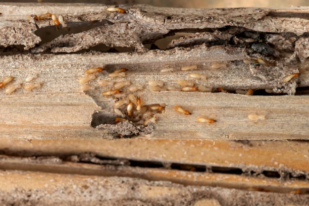 Best Best Pest Control Companies  in Bogata, TX
